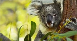  Australia Approves World’s First Single-Dose Vaccine to Protect Koalas from Chlamydia  
