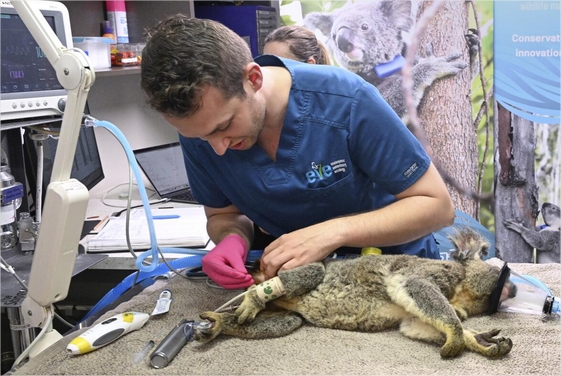 Australia Approves World’s First Single-Dose Vaccine to Protect Koalas from Chlamydia 